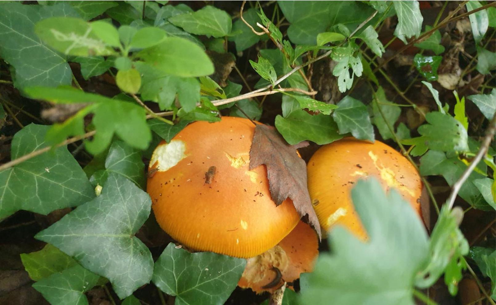 Seuls En Pleine Nature - Gite La Cote Blanche Puygaillard-de-Quercy ภายนอก รูปภาพ