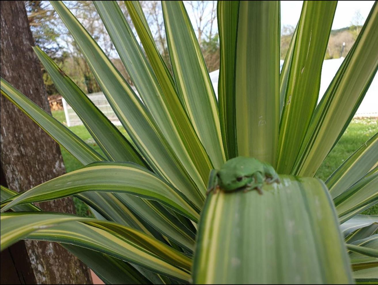 Seuls En Pleine Nature - Gite La Cote Blanche Puygaillard-de-Quercy ภายนอก รูปภาพ