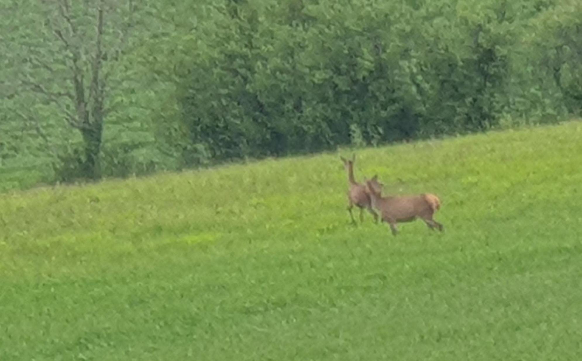 Seuls En Pleine Nature - Gite La Cote Blanche Puygaillard-de-Quercy ภายนอก รูปภาพ