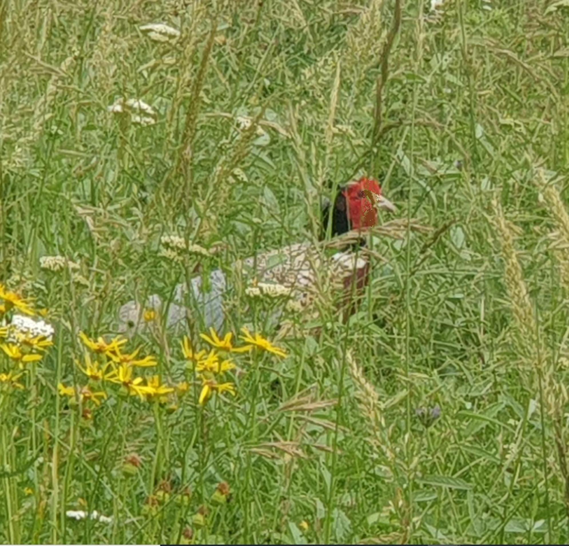 Seuls En Pleine Nature - Gite La Cote Blanche Puygaillard-de-Quercy ภายนอก รูปภาพ